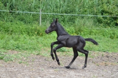 Fauvette du Carbet