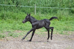 Fauvette du Carbet