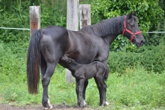 Fauvette du Carbet