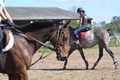 Fête du Cheval 2015