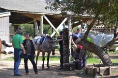 Fête du Cheval 2015