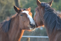 Vibrillon et Noisette