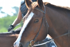 Zazou