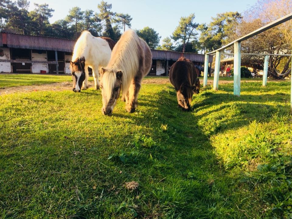 randonnée à poneys